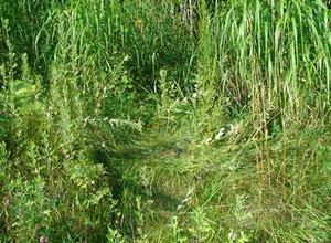 ヒグマの通行跡