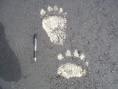 消石灰を踏んだヒグマの足跡　写真