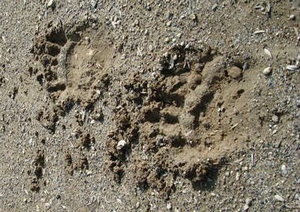 校庭に出没したヒグマの足跡　写真