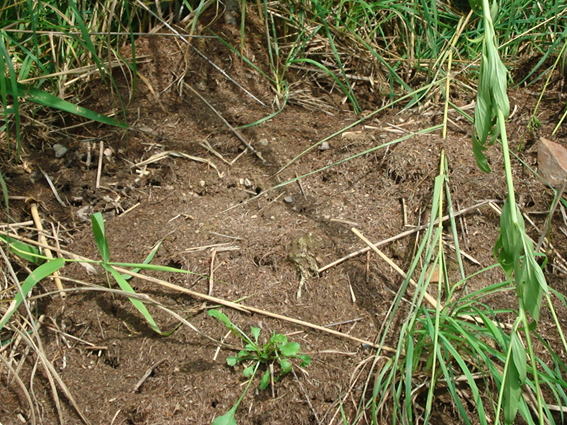 蟻塚（ありづか）を掘り返した跡