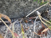 セアカゴケグモ2（環境省提供）