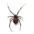 セアカゴケグモ3（環境省提供）