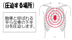 （圧迫する場所）胸骨と呼ばれる平らな骨の下半分を圧迫します。