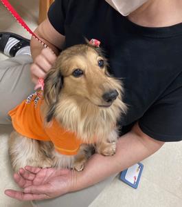 セラピードッグ