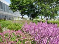 宿根草花壇