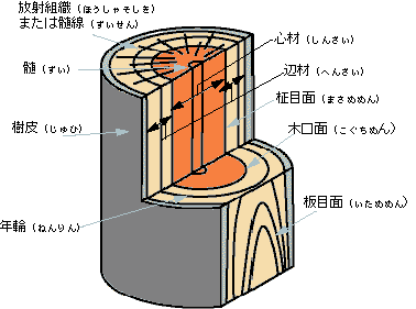 木材の各部のなまえの説明