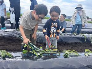 苗植え(2)