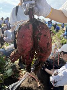 さつまいも収穫