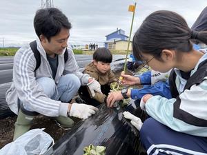 苗植え1