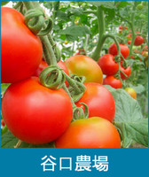 谷口農場のトマトの写真