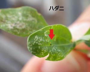 害虫の写真