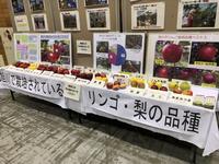 フォーラムりんご展示