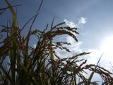 稲の写真