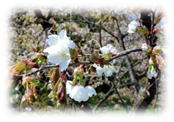 公園の木に咲いている花の写真
