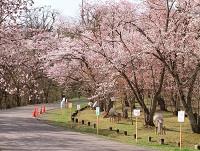 旭山公園