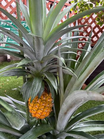 パイナップル