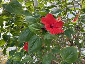 ハイビスカス