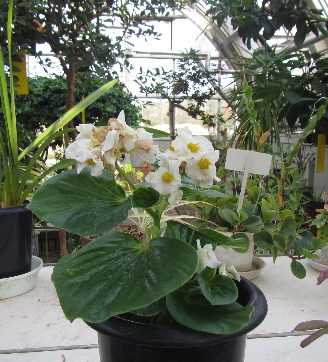 バナナ館の花の写真