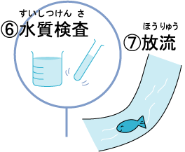 水質検査と放流のイラスト