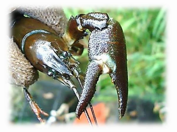 ウチダザリガニ