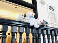 ぬいぐるみお泊まり会